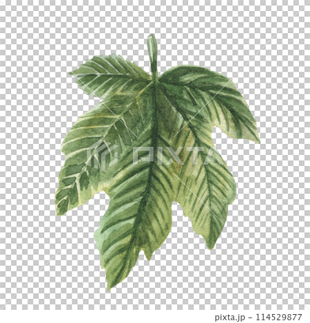 Watercolor fig leaf isolated on white background. Illustration of figue in natural style, ready to use. Design for covers, packaging, labels, menu, season offer. Watercolor fig leaf isolated on white background. Illustration of figue in natural style, ready to use. Design for covers, packaging, labels, menu, season offer. 114529877