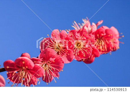 梅の花　紅梅 114530913