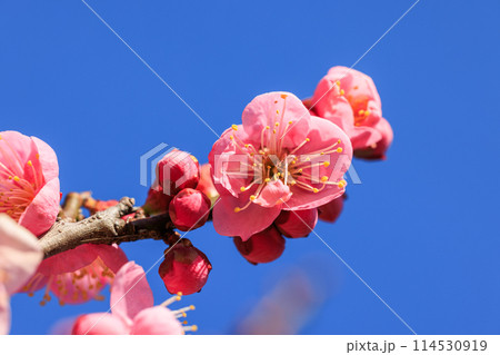 梅の花　紅梅 114530919