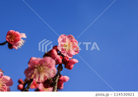梅の花　紅梅 114530921