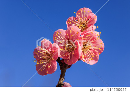 梅の花　紅梅 114530925