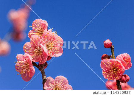 梅の花 紅梅 梅の花 紅梅 114530927