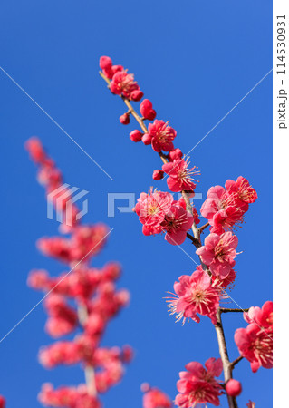 梅の花 紅梅 梅の花 紅梅 114530931
