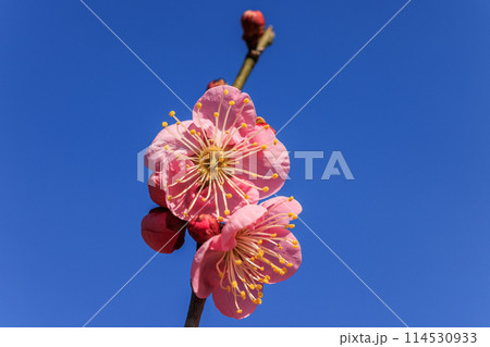 梅の花　紅梅 114530933