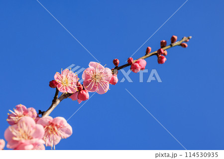 梅の花　紅梅 114530935