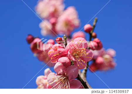 梅の花　紅梅 114530937