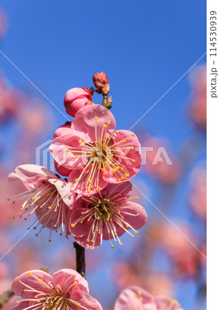 梅の花 紅梅 梅の花 紅梅 114530939