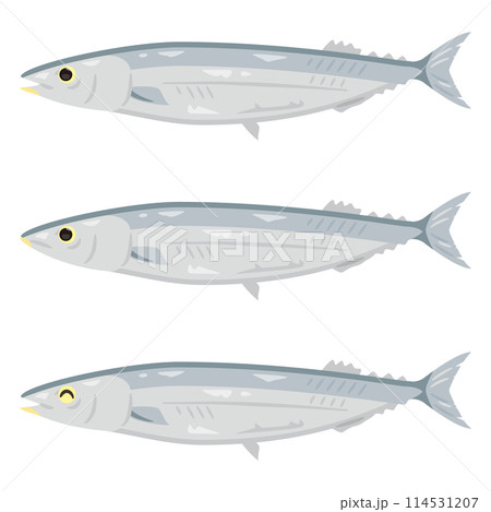 色々な表情のサンマ 114531207