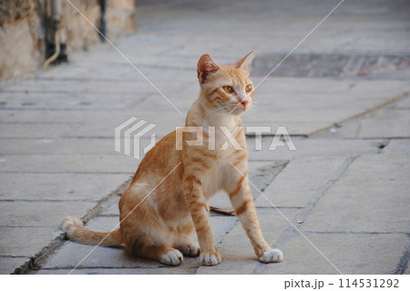 City fauna. Red strolling cat sitting on pavement. Cute animals 114531292