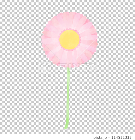 Hand-drawn illustration of a single gerbera 114531335