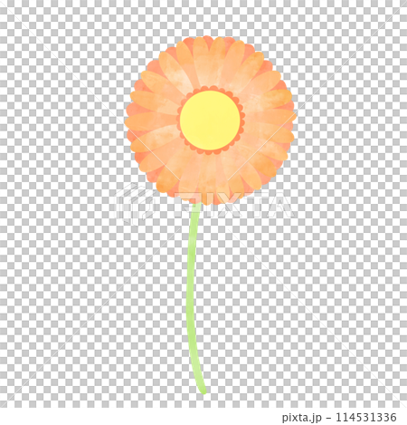 手描き風 一輪のガーベライラスト 手描き風 一輪のガーベライラスト 114531336