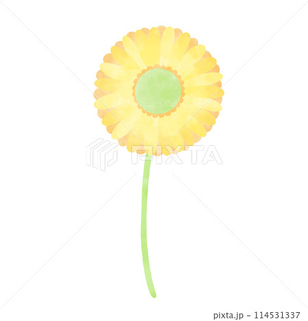 手描き風 一輪のガーベライラスト 手描き風 一輪のガーベライラスト 114531337