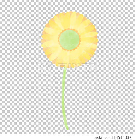 手描き風 一輪のガーベライラスト 手描き風 一輪のガーベライラスト 114531337