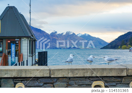 港の近くで休憩をするカモメ 港の近くで休憩をするカモメ 114531365