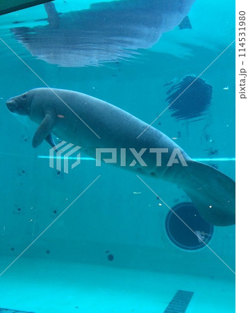 マナティ 114531980