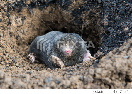 European mole emerging from its tunnel in the mole hill 114532134