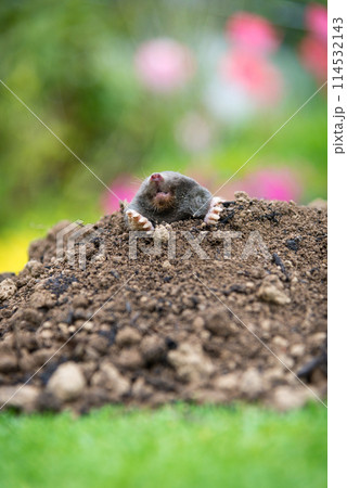 Mole, Talpa europaea, crawling out of brown molehill, green grass in background. Animal from garden. 114532143