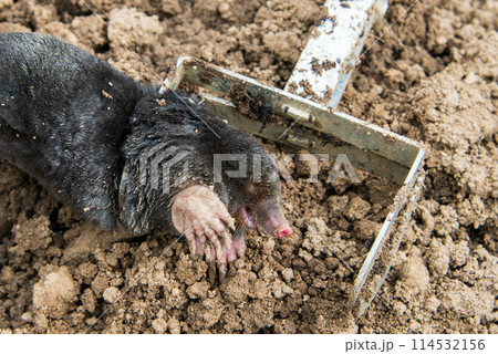 Caught european mole inside a trap placed on mole hill 114532156