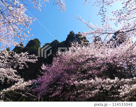 桜のある風景 114533048