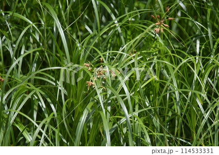 海岸近くに群生しているハマスゲ 114533331