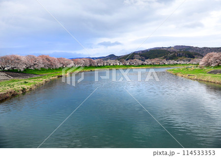 白石川一目千本桜と柴田町千桜公園 114533353