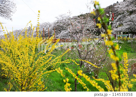 白石川一目千本桜と柴田町千桜公園 114533358