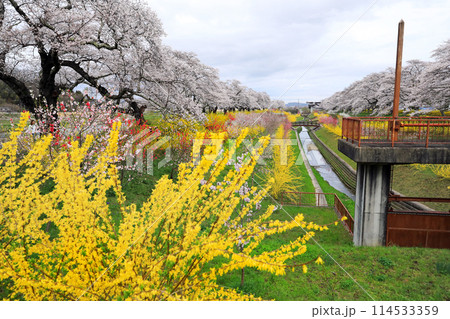 白石川一目千本桜と柴田町千桜公園 白石川一目千本桜と柴田町千桜公園 114533359