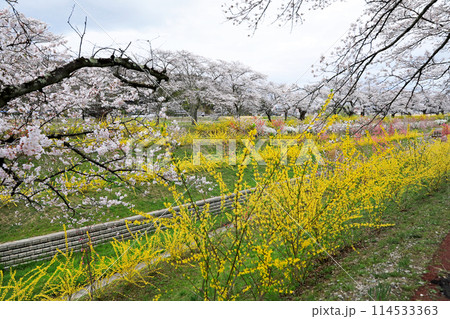 白石川一目千本桜と柴田町千桜公園 114533363
