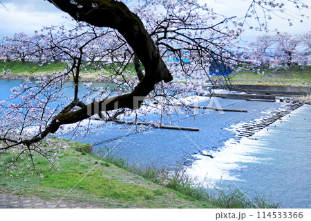白石川一目千本桜と柴田町千桜公園 白石川一目千本桜と柴田町千桜公園 114533366