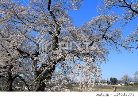 白石川一目千本桜と柴田町千桜公園 114533373