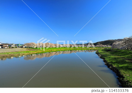 白石川一目千本桜と柴田町千桜公園 114533376