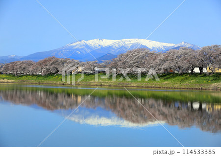 白石川一目千本桜と柴田町千桜公園 114533385