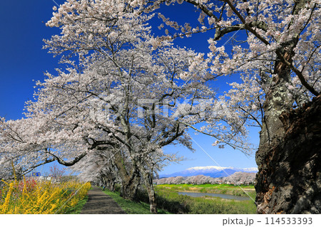 白石川一目千本桜と柴田町千桜公園 白石川一目千本桜と柴田町千桜公園 114533393