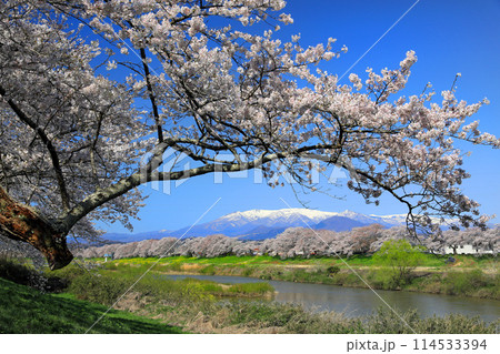 白石川一目千本桜と柴田町千桜公園 114533394