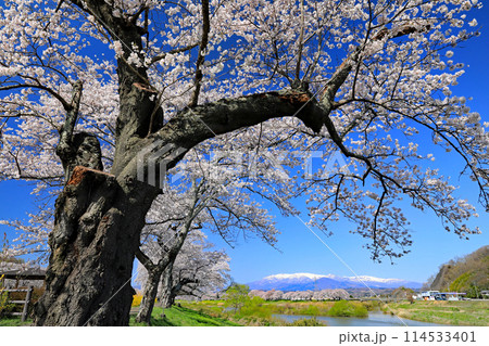 白石川一目千本桜と柴田町千桜公園 白石川一目千本桜と柴田町千桜公園 114533401