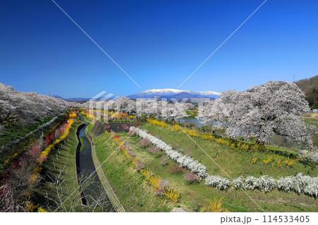 白石川一目千本桜と柴田町千桜公園 114533405
