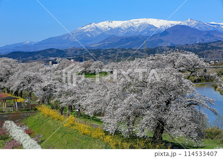 白石川一目千本桜と柴田町千桜公園 114533407