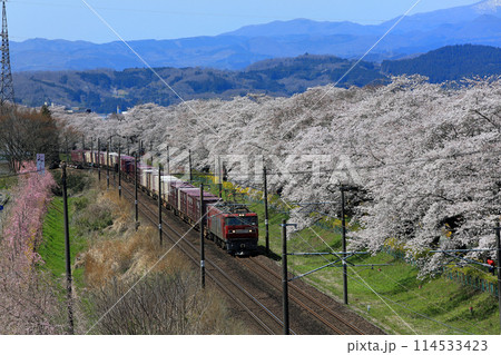 白石川一目千本桜と柴田町千桜公園 白石川一目千本桜と柴田町千桜公園 114533423