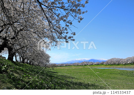 白石川一目千本桜と柴田町千桜公園 114533437