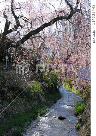 白石川一目千本桜と柴田町千桜公園 白石川一目千本桜と柴田町千桜公園 114533445