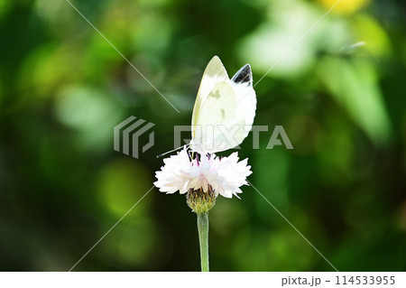 花にとまるモンシロチョウ 114533955