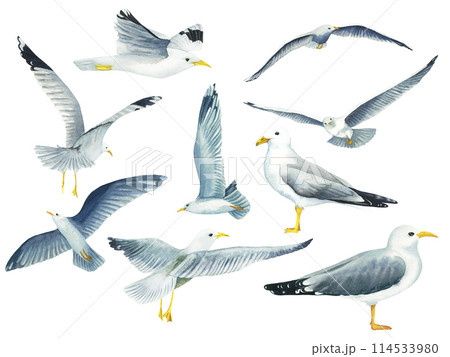 Set of watercolor flying in the sky and standing seagulls isolated on white background. Hand drawn illustration on the theme of sea fishing. Children's, marine, tourist. For design, prints, patterns, 114533980