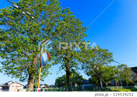 五月晴れの朝　新緑の並木道　公園の縁で青々とした若葉を茂らすナンキンハゼ 114534252