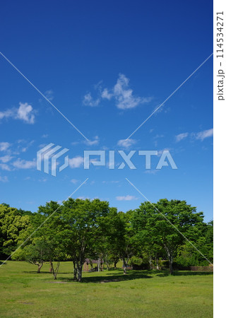 鮮やかな新緑の公園「四日市南部丘陵公園・南ゾーン」 114534271