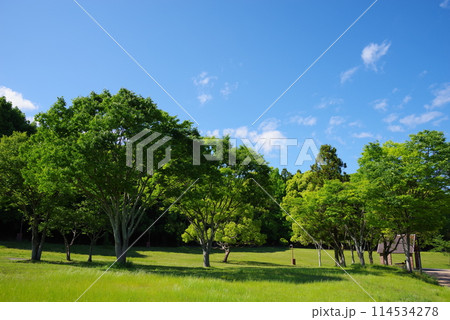 鮮やかな新緑の公園「四日市南部丘陵公園・南ゾーン」 114534278