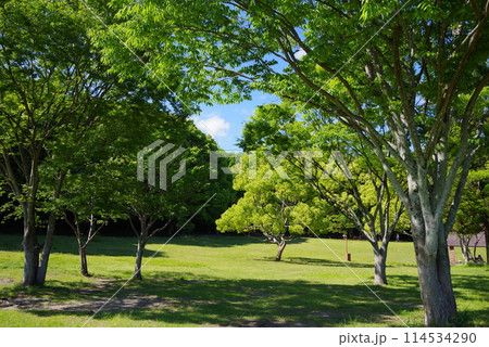 鮮やかな新緑の公園「四日市南部丘陵公園・南ゾーン」 鮮やかな新緑の公園「四日市南部丘陵公園・南ゾーン」 114534290