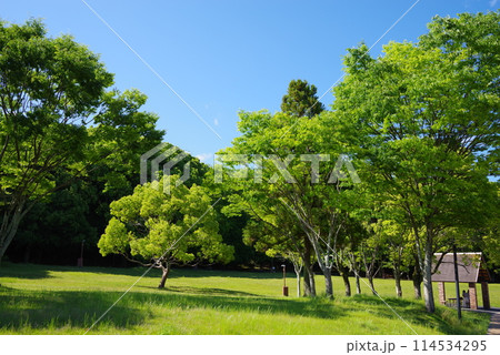 鮮やかな新緑の公園「四日市南部丘陵公園・南ゾーン」 114534295