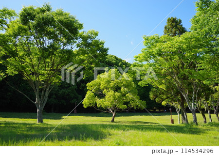 鮮やかな新緑の公園「四日市南部丘陵公園・南ゾーン」 114534296