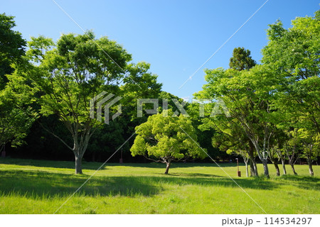 鮮やかな新緑の公園「四日市南部丘陵公園・南ゾーン」 114534297
