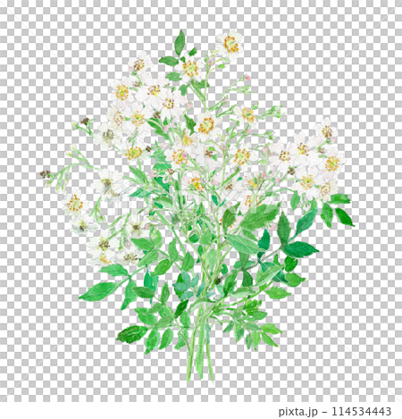 野ばらの花束の水彩イラスト 114534443